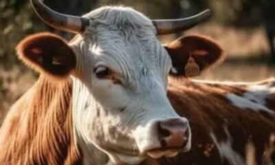 Arroba do boi gordo sobe e chega a R$ 363,05 em São Paulo