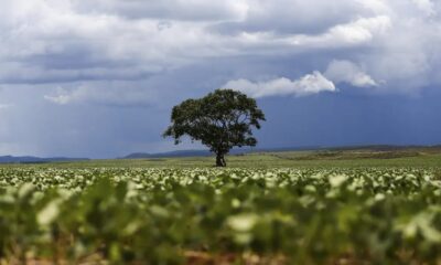 Crédito rural: Região Sul lidera liberação de recursos e Nordeste registra maior valor médio na safra 2026/2027