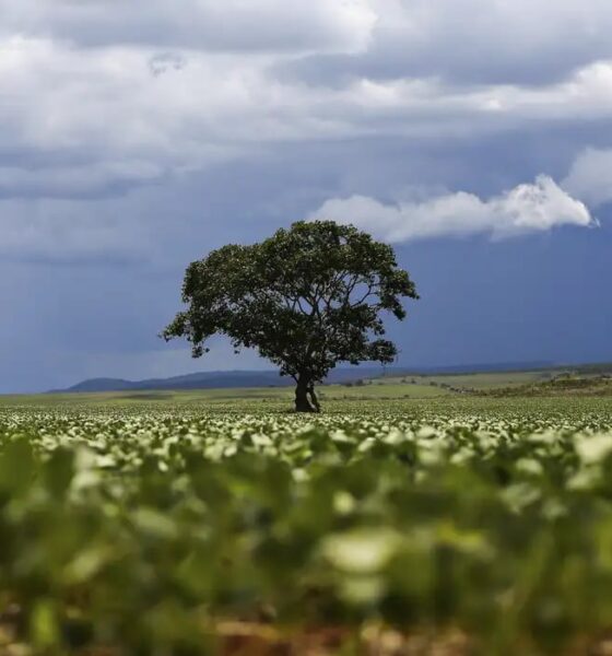 Crédito rural: Região Sul lidera liberação de recursos e Nordeste registra maior valor médio na safra 2026/2027