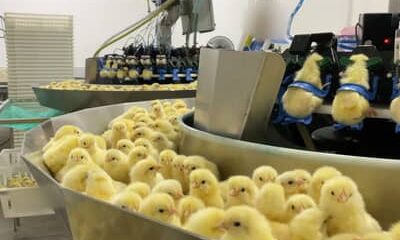 Indústria de ovos: incubatório na Região Sul do país mata em um dia 35 mil pintinhos machos, revela organização