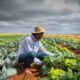 Renegociação de dívidas rurais não chega ao produtor, diz bancada do agro