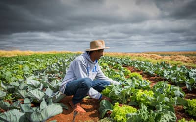 Renegociação de dívidas rurais não chega ao produtor, diz bancada do agro