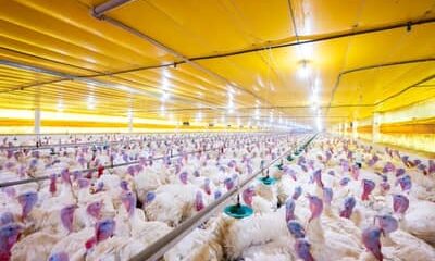 Após confirmação de surto, países suspendem compras de aves brasileiras