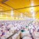 Após confirmação de surto, países suspendem compras de aves brasileiras