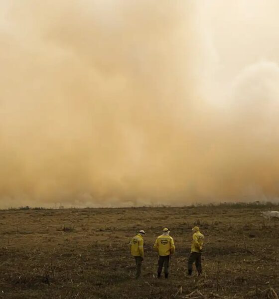 El Niño: Embrapa recomenda medidas para conservar a água e reduzir os efeitos do estresse hídrico e térmico, no Sudeste