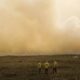 El Niño: Embrapa recomenda medidas para conservar a água e reduzir os efeitos do estresse hídrico e térmico, no Sudeste