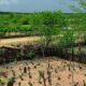 El Niño: agro do Nordeste deve priorizar conservação do solo, uso eficiente da água e formação de reservas