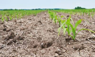 Seca ameaça safra da agricultura familiar em mais de 190 municípios do país